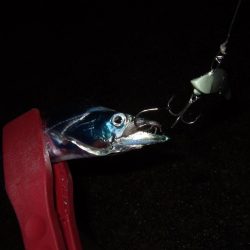 雨の合間に刀狩り