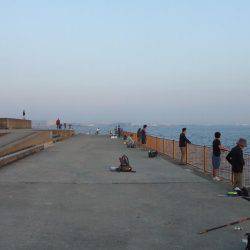 今日だけ？激渋タチウオ