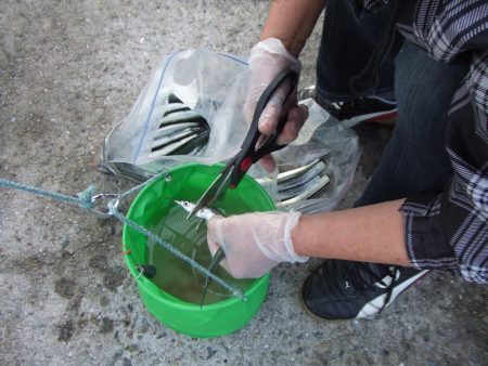 サヨリは女性アングラーに人気ですね