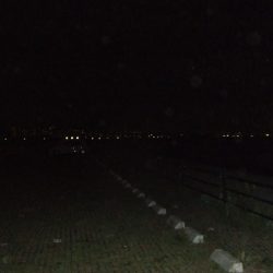 パニックの末のタチウオ