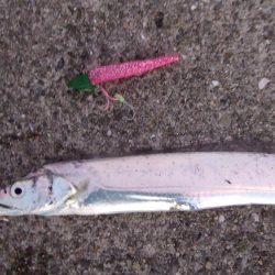 昼タチチャレンジ