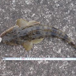 鉄板バイブレーションでマゴチ、ヒラメ