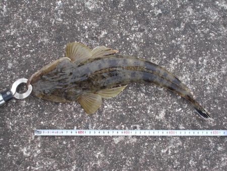 鉄板バイブレーションでマゴチ、ヒラメ