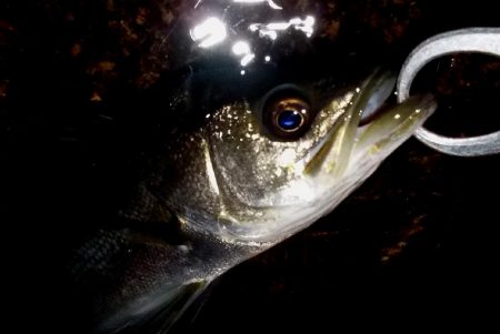 西宮跳ね橋　一投目から６５ｃｍ