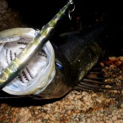 台風通過　跳ね橋　クレイジーナイト