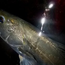 西宮跳ね橋　サイズダウン　５本