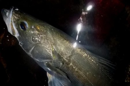 西宮跳ね橋　サイズダウン　５本