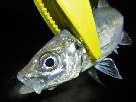 飽きもせずアジ