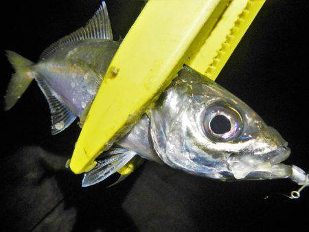 サイズはいいが…