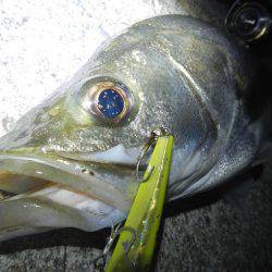 リバーシーバス