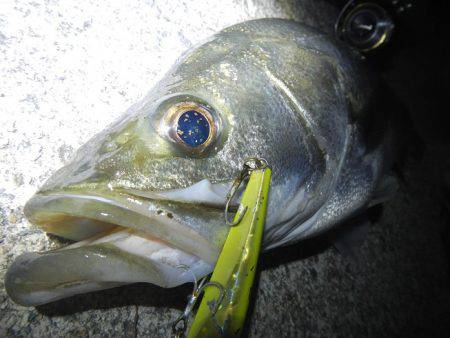 リバーシーバス