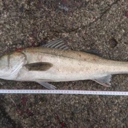 大雨直後を狙って