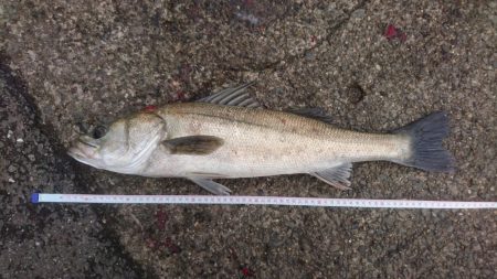 大雨直後を狙って