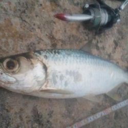 ターポンです。