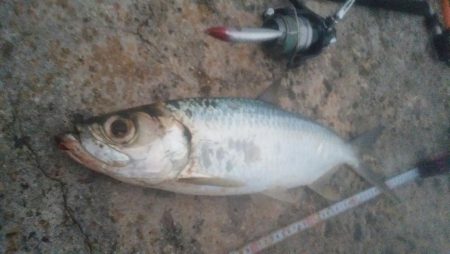 ターポンです。