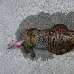 早朝アオリイカ