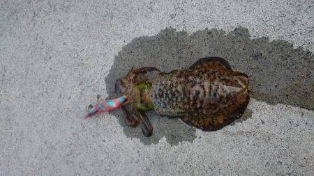 早朝アオリイカ