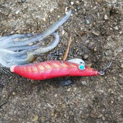 teamゲッソー調査隊