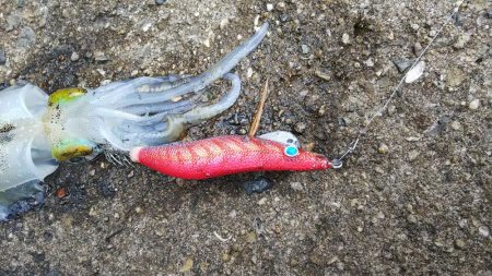 teamゲッソー調査隊