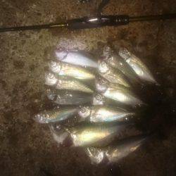 鯵時々太刀魚カッター…