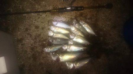 鯵時々太刀魚カッター…