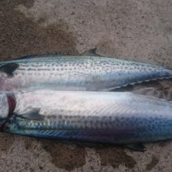 ライトショアジギング