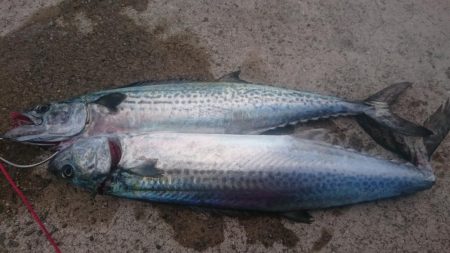 ライトショアジギング