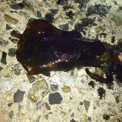 ナイターエギング