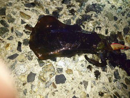 ナイターエギング