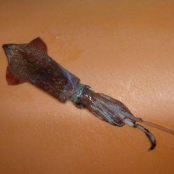 アオリじゃなく、、、