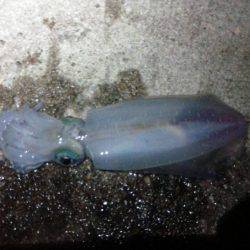 初めてのジギング