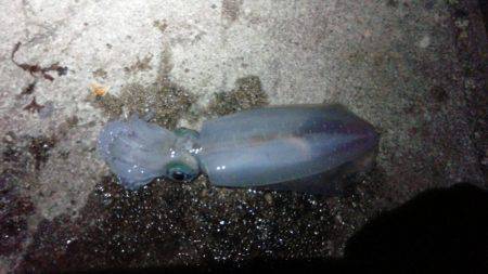 初めてのジギング