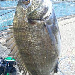 初めてクロダイをつりました。