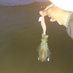 どっぷりエギング