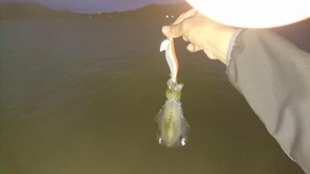 どっぷりエギング