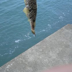 さぐれど、さぐれど、フグばかり