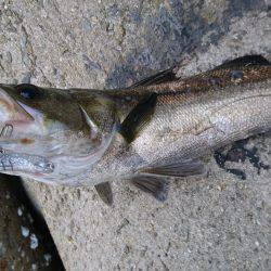 ポロリポロリ…