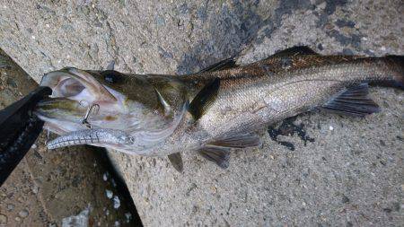 ポロリポロリ…