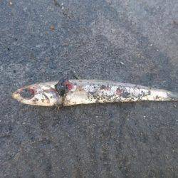 ちゃんと食べれてる?