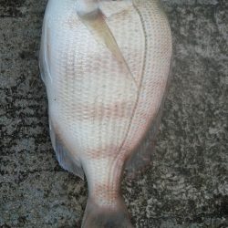 石田釣り桟橋、壊れました。