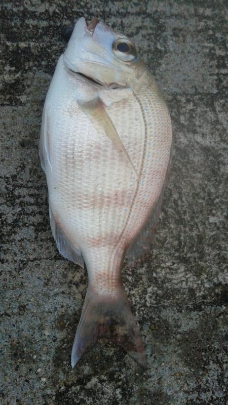 石田釣り桟橋、壊れました。