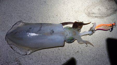 短時間エギング