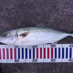 ブルーランナー