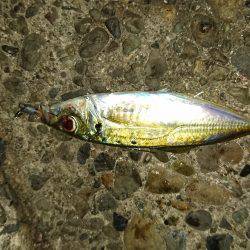 久々のアジング