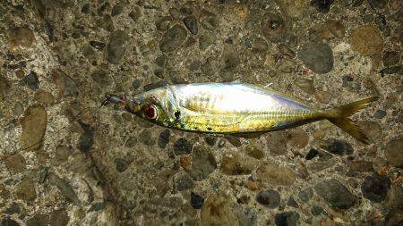 久々のアジング