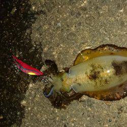 釣れない時のＪＰ頼み