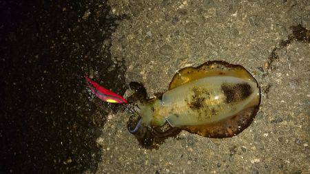 釣れない時のＪＰ頼み