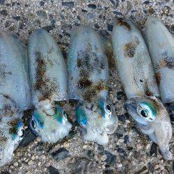 昨日に続き出撃