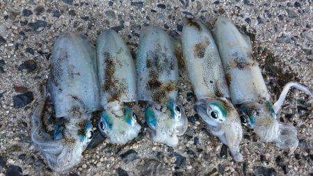 昨日に続き出撃