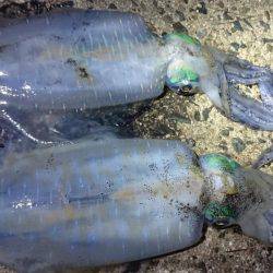 今秋シーズン初